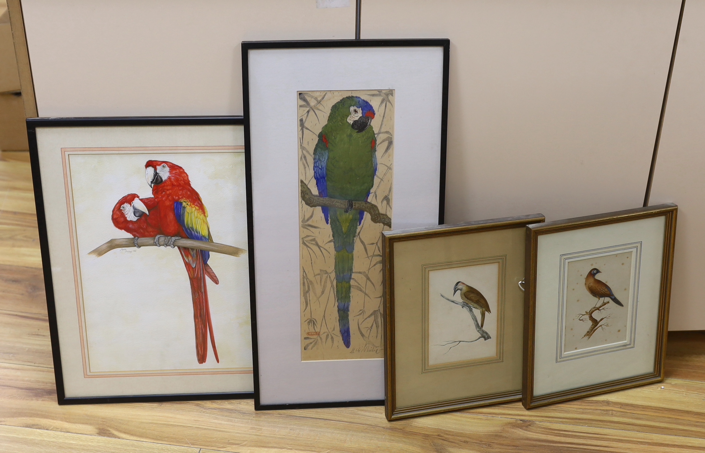 Martin E. Philipp (1887-1978), watercolour, Parrot, another by Jayne Yaxley and two similar 19th century examples, the largest 39cm x 29cm